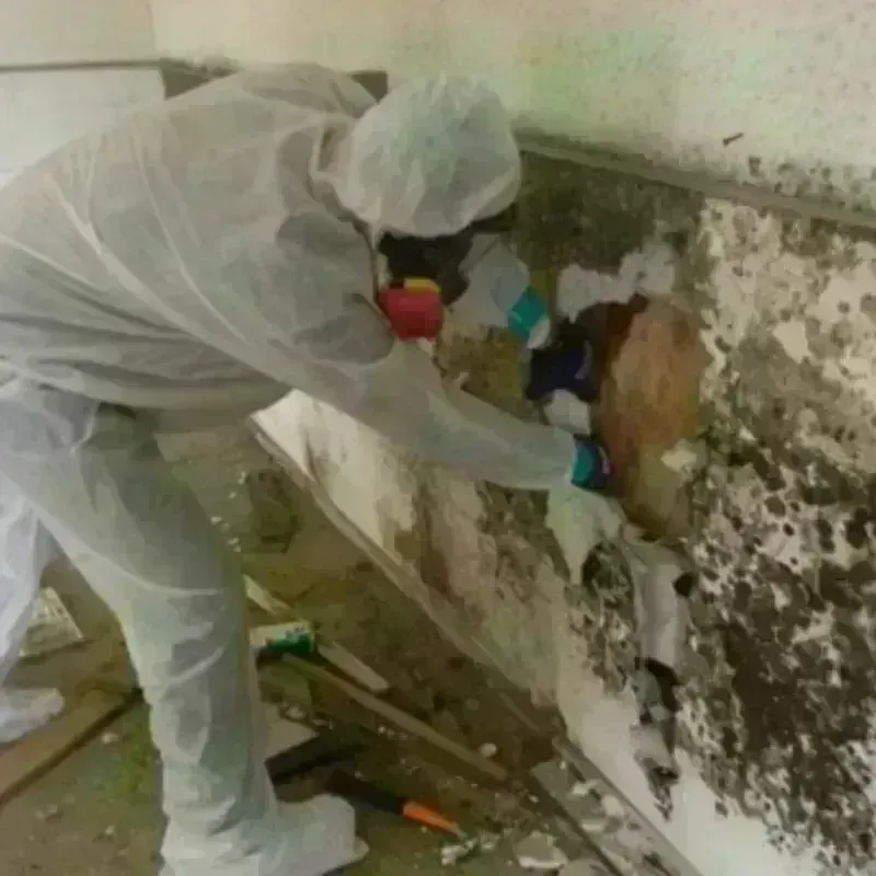 Mold Remediation and Removal in Blue Ridge, GA